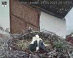 Capi_Dubne_20250525_201003.jpg