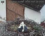 Capi_Dubne_20250525_202502.jpg