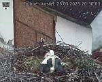 Capi_Dubne_20250525_203003.jpg