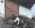 Capi_Dubne_20250525_204502.jpg