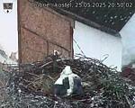 Capi_Dubne_20250525_205003.jpg