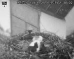 Capi_Dubne_20250525_210502.jpg