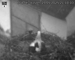 Capi_Dubne_20250525_211003.jpg