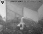 Capi_Dubne_20250525_211502.jpg