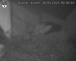 Capi_Dubne_20250526_000002.jpg