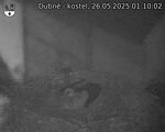 Capi_Dubne_20250526_011002.jpg
