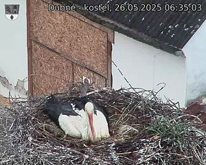 Capi_Dubne_20250526_063503.jpg (1350 x 1080)