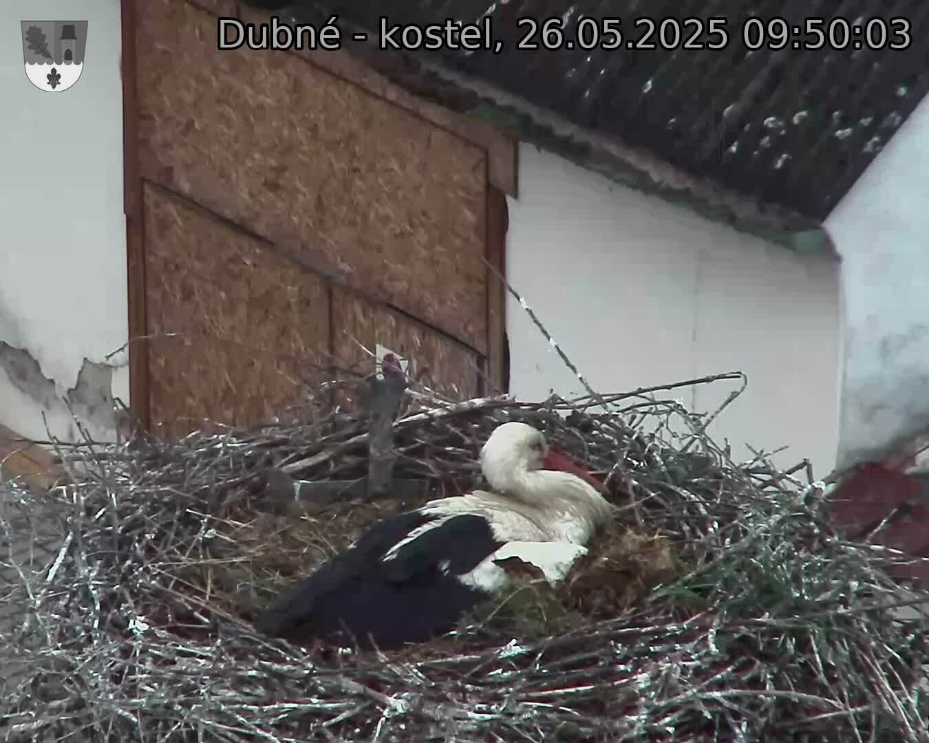 Capi_Dubne_20250526_095003.jpg (1350 x 1080)
