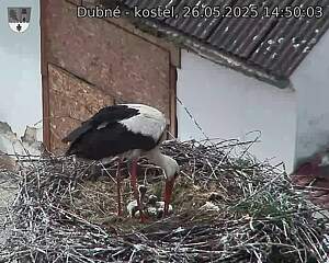 Capi_Dubne_20250526_145003.jpg (1350 x 1080)