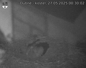 Capi_Dubne_20250527_003002.jpg (1350 x 1080)