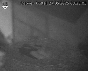 Capi_Dubne_20250527_032003.jpg (1350 x 1080)