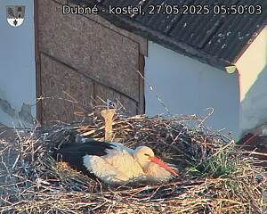 Capi_Dubne_20250527_055003.jpg (1350 x 1080)