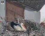 Capi_Dubne_20250527_070503.jpg