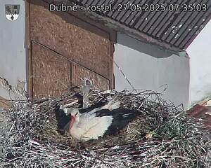 Capi_Dubne_20250527_073503.jpg (1350 x 1080)