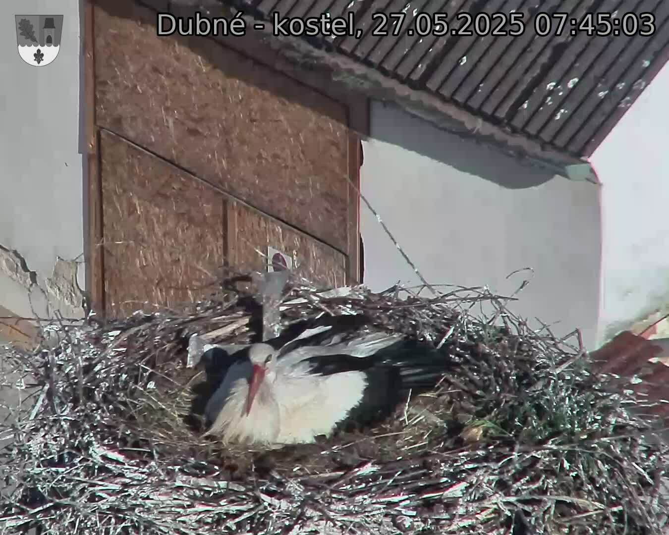 Capi_Dubne_20250527_074503.jpg (1350 x 1080)