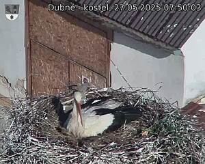 Capi_Dubne_20250527_075003.jpg (1350 x 1080)