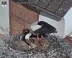 Capi_Dubne_20250527_081503.jpg