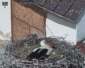 Capi_Dubne_20250527_110503.jpg (1350 x 1080)