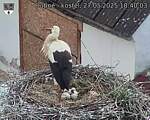 Capi_Dubne_20250527_184003.jpg