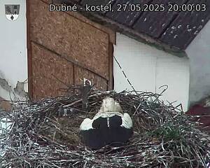 Capi_Dubne_20250527_200003.jpg (1350 x 1080)