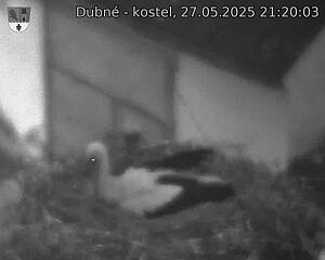Capi_Dubne_20250527_212003.jpg (1350 x 1080)
