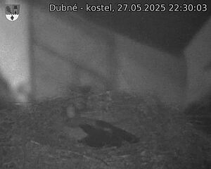 Capi_Dubne_20250527_223003.jpg (1350 x 1080)