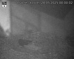 Capi_Dubne_20250528_000002.jpg