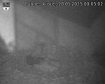 Capi_Dubne_20250528_000502.jpg