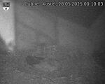 Capi_Dubne_20250528_001003.jpg