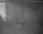 Capi_Dubne_20250528_004003.jpg