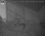 Capi_Dubne_20250528_010502.jpg