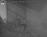Capi_Dubne_20250528_011003.jpg