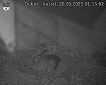 Capi_Dubne_20250528_011502.jpg