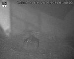 Capi_Dubne_20250528_014003.jpg