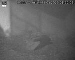 Capi_Dubne_20250528_015002.jpg