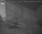 Capi_Dubne_20250528_022502.jpg