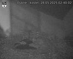 Capi_Dubne_20250528_024002.jpg