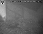 Capi_Dubne_20250528_032003.jpg