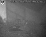 Capi_Dubne_20250528_032502.jpg