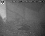 Capi_Dubne_20250528_034503.jpg