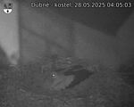 Capi_Dubne_20250528_040503.jpg