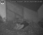 Capi_Dubne_20250528_041503.jpg