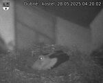 Capi_Dubne_20250528_042002.jpg