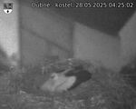 Capi_Dubne_20250528_042503.jpg