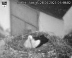 Capi_Dubne_20250528_044002.jpg