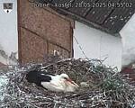 Capi_Dubne_20250528_045502.jpg