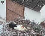 Capi_Dubne_20250528_050003.jpg