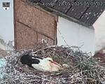 Capi_Dubne_20250528_050502.jpg