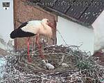 Capi_Dubne_20250528_051004.jpg