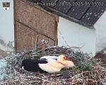 Capi_Dubne_20250528_051502.jpg